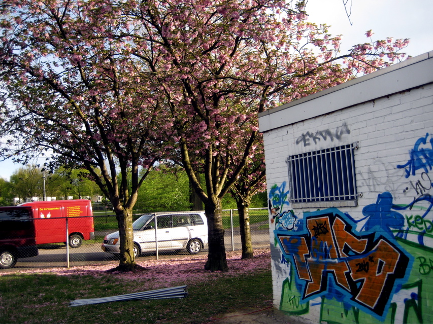 Cherry Blossoms N Grafitti