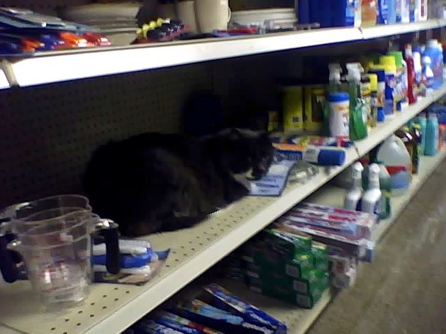 Liquor Store Kitty!