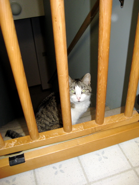 Jailed Kitty 2