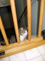 Jailed Kitty 1