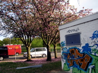 Cherry Blossoms N Grafitti