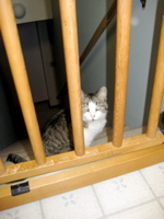 Jailed Kitty 2